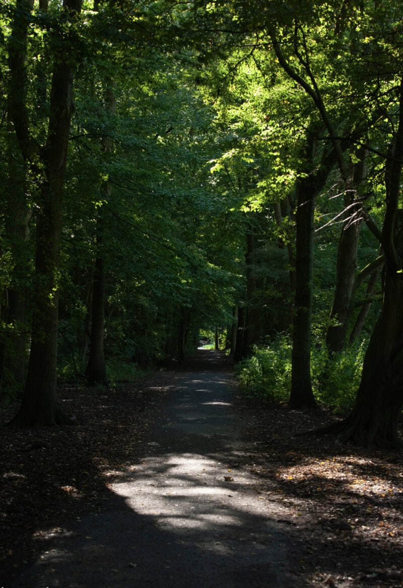 Forest in Amsterdam
