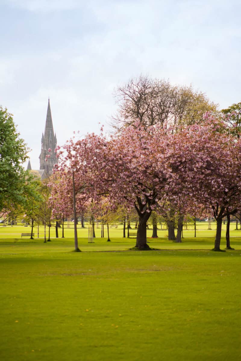 Edinburgh spring  –  pink cherry blossom in the Meadows Park.