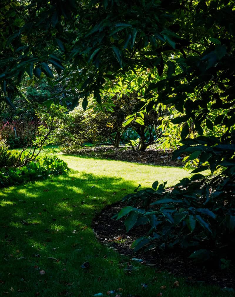 A small sunlit patch of grass brilliantly emerges from the deep shadow of the dark foliage in the Royal Botanic Garden of Edinburgh, creating a beautiful contrast emphasizing rich greens of the garden