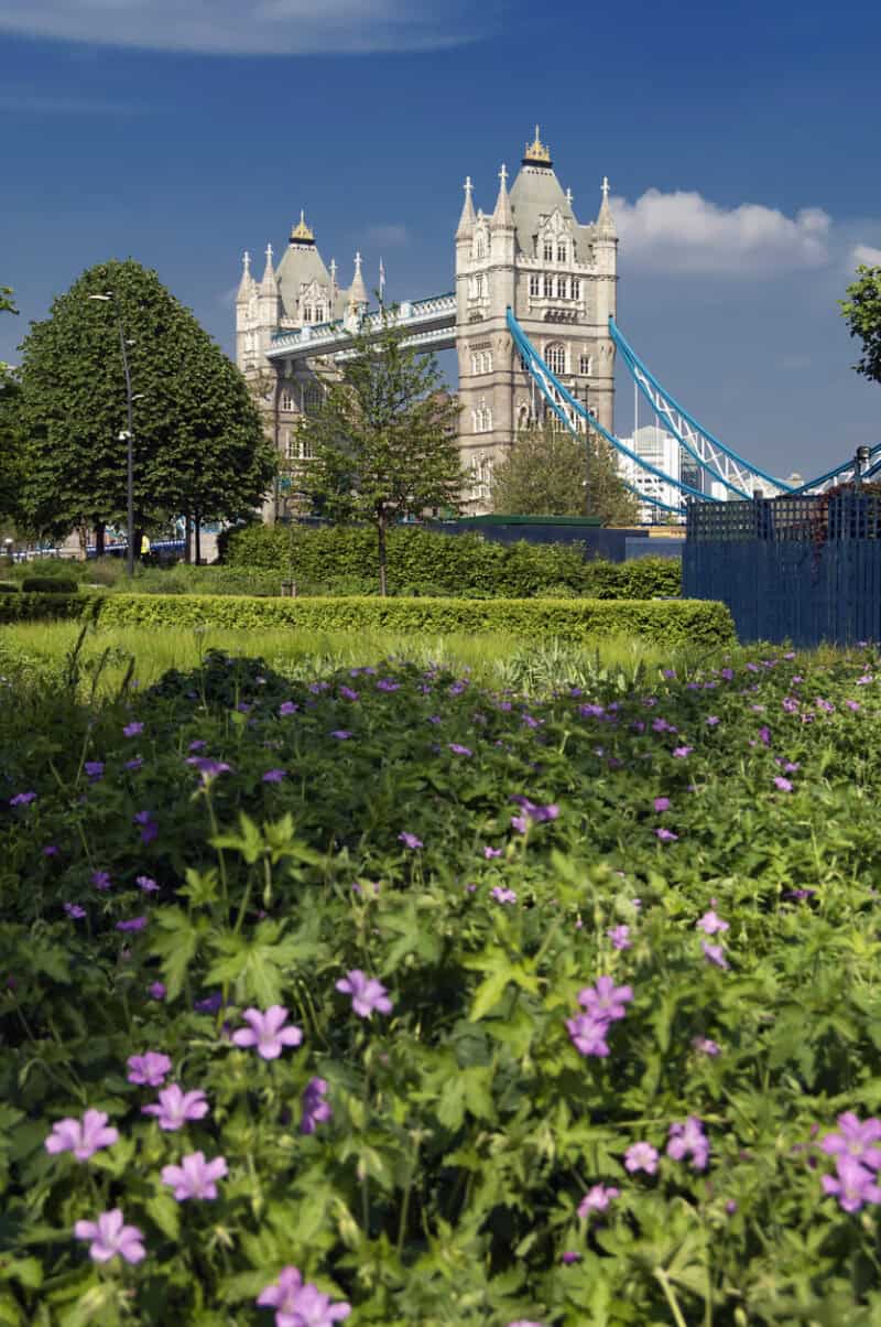 Tower Bridge from Potters Field Park, London